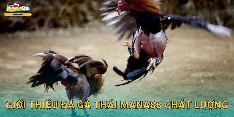 Giới thiệu đá gà Thái Mana88 chất lượng