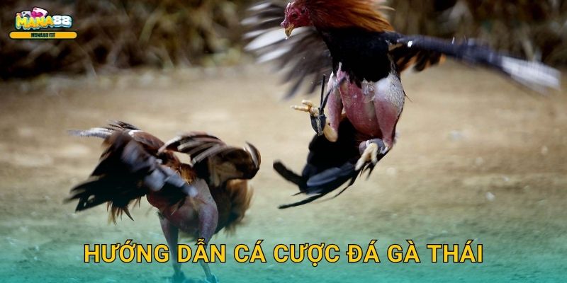 Hướng dẫn cá cược đá gà Thái