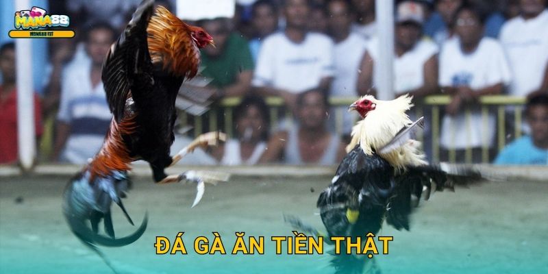 Đá gà ăn tiền thật Mana88 – Cược thật thắng thật