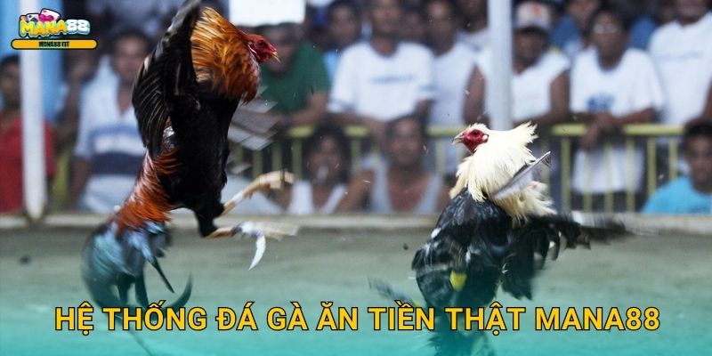 Hệ thống đá gà ăn tiền thật Mana88