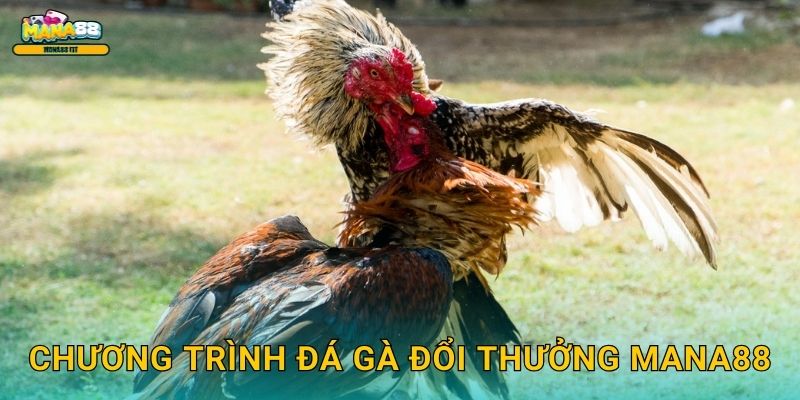 Đá gà đổi thưởng Mana88 - Đổi thưởng tức thì 2 Chương trình đá gà đổi thưởng Mana88