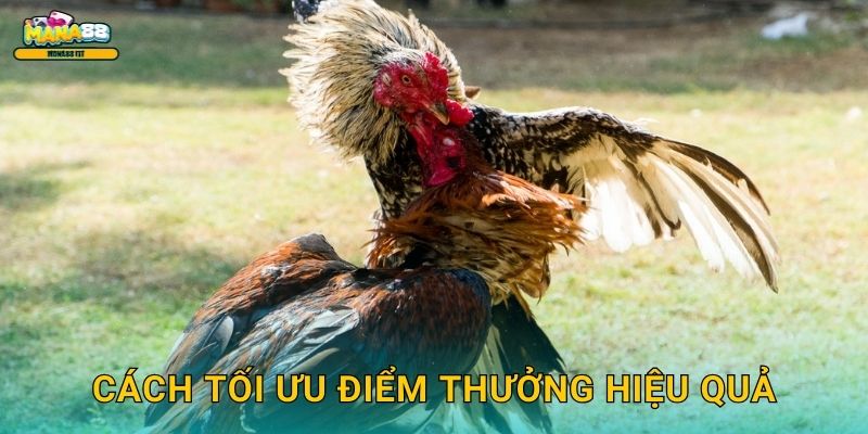 Đá gà đổi thưởng Mana88 - Đổi thưởng tức thì 3 Cách tối ưu điểm thưởng hiệu quả