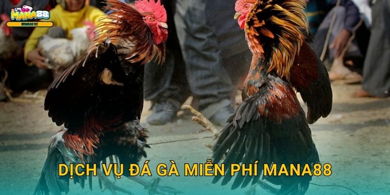 Dịch vụ đá gà miễn phí Mana88