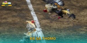 Đá gà Thomo Mana88 – Sân chơi cược uy tín nhất