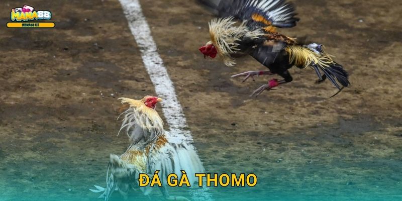 Đá gà Thomo Mana88 – Sân chơi cược uy tín nhất