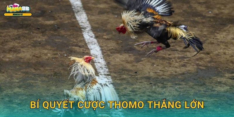 Bí quyết cược Thomo thắng lớn