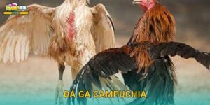 Đá gà Campuchia Mana88 – Live từ sới gà Khmer