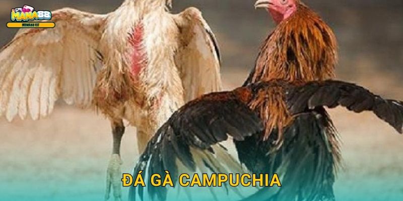 Đá gà Campuchia Mana88 – Live từ sới gà Khmer