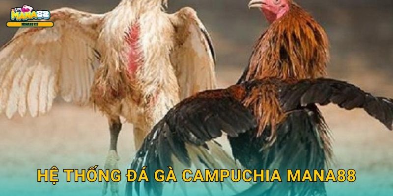 Hệ thống đá gà Campuchia Mana88