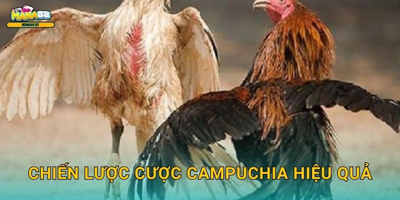 Chiến lược cược Campuchia hiệu quả