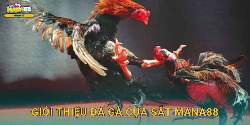 Giới thiệu đá gà cựa sắt Mana88