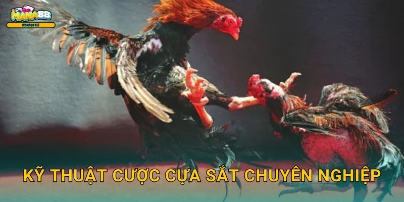 Kỹ thuật cược cựa sắt chuyên nghiệp
