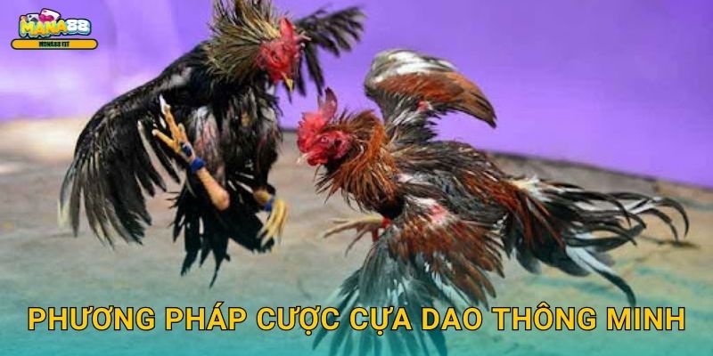 Đá gà cựa dao Mana88 - Hồi hộp từng giây 3 Phương pháp cược cựa dao thông minh