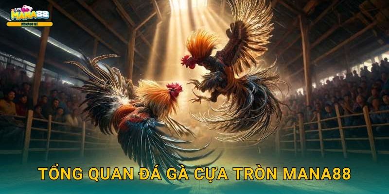 Tổng quan đá gà cựa tròn Mana88