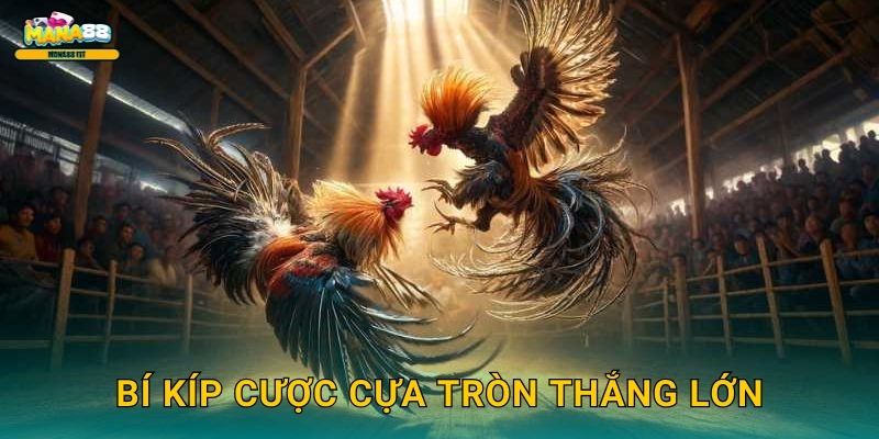 Bí kíp cược cựa tròn thắng lớn
