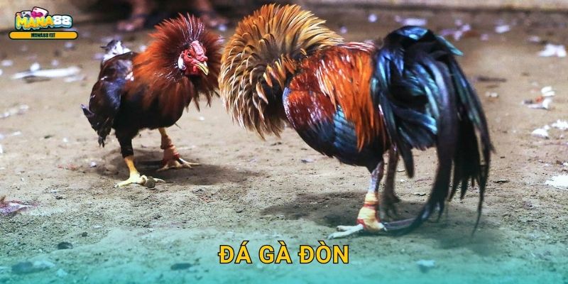 Đá gà đòn tại Mana88 - Nghệ thuật cược cao cấp 1 Đá gà đòn tại Mana88 – Nghệ thuật cược cao cấp