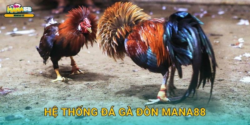 Đá gà đòn tại Mana88 - Nghệ thuật cược cao cấp 2 Hệ thống đá gà đòn Mana88