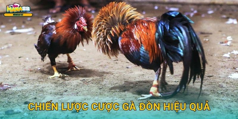 Đá gà đòn tại Mana88 - Nghệ thuật cược cao cấp 3 Chiến lược cược gà đòn hiệu quả