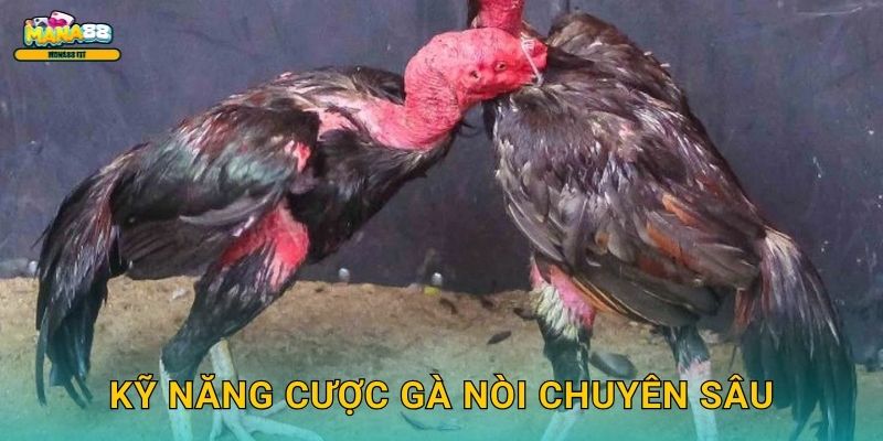 Đá gà nòi Mana88 - Cược gà thuần chủng đẳng cấp 3 Kỹ năng cược gà nòi chuyên sâu