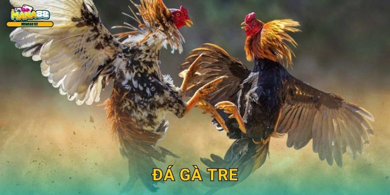 Đá gà tre Mana88 - Cược gà chiến thuần Việt 1 Đá gà tre Mana88 – Cược gà chiến thuần Việt