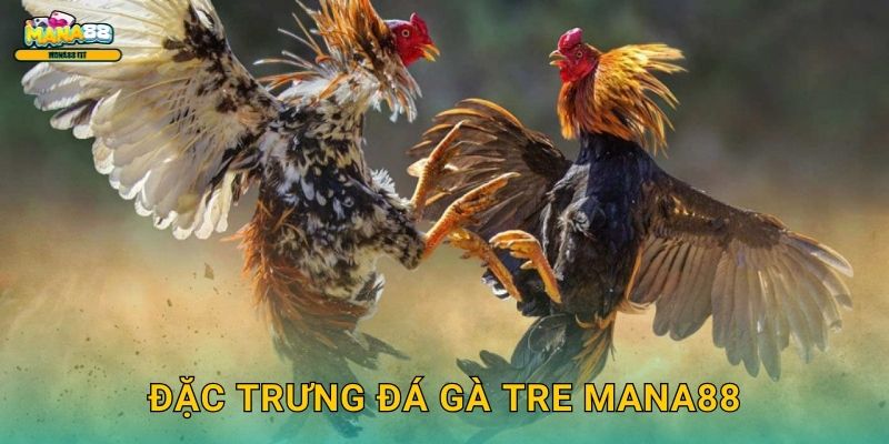 Đá gà tre Mana88 - Cược gà chiến thuần Việt 2 Đặc trưng đá gà tre Mana88