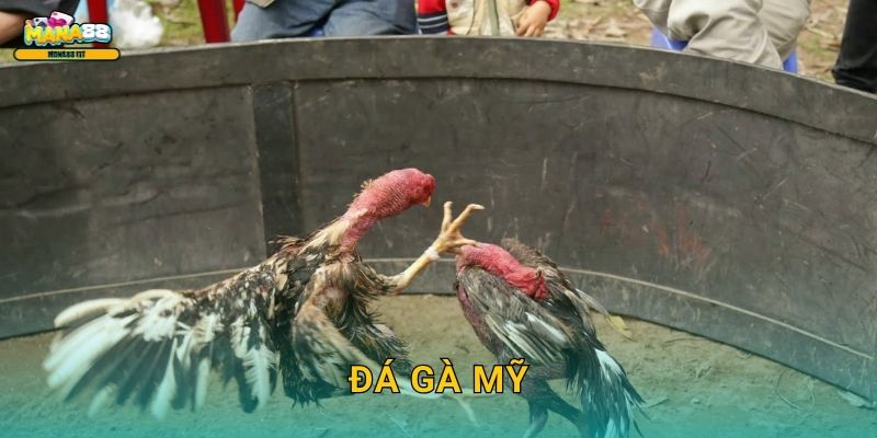 Đá gà Mỹ Mana88 - Phong cách cược phương Tây 1 Đá gà Mỹ Mana88 – Phong cách cược phương Tây