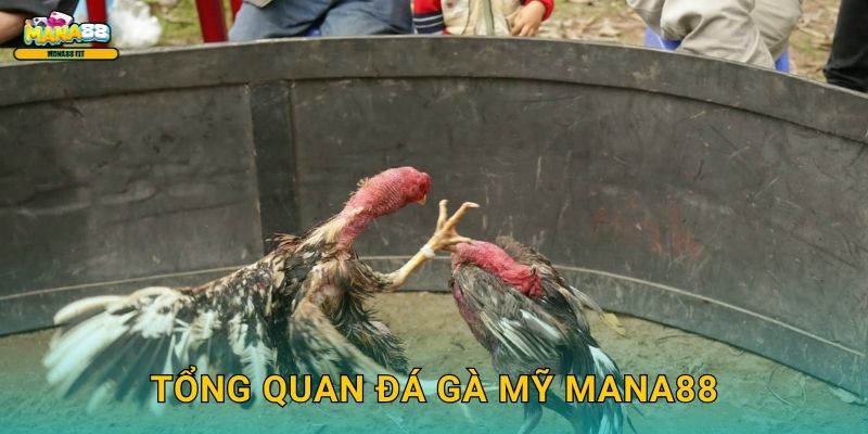 Đá gà Mỹ Mana88 - Phong cách cược phương Tây 2 Tổng quan đá gà Mỹ Mana88