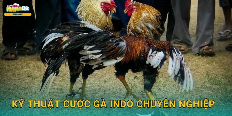 Kỹ thuật cược gà Indo chuyên nghiệp